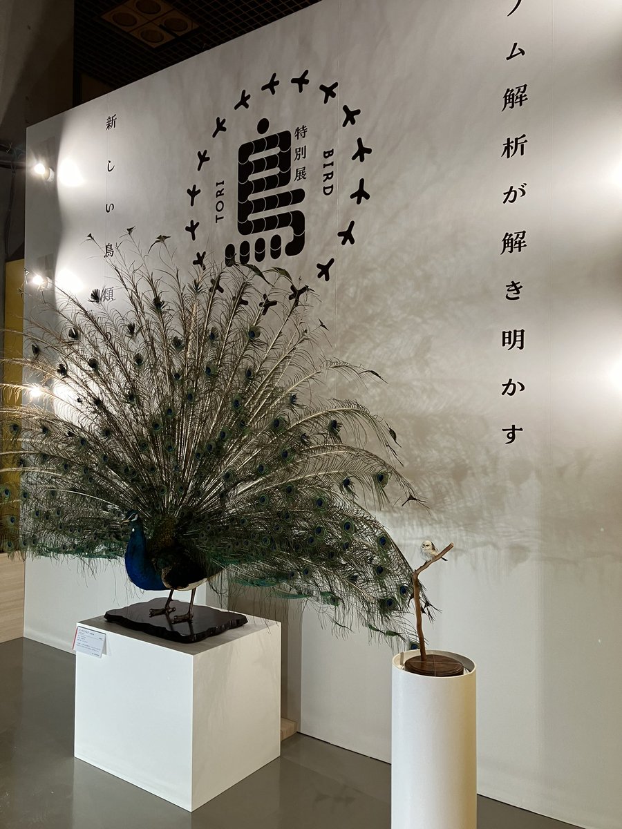 inkoyado's tweet photo. 国立科学博物館で開催している鳥展いってきた。
なかなかの情報量で勉強になったし面白かった(*´∀｀*) https://t.co/nuaAZWUGJF