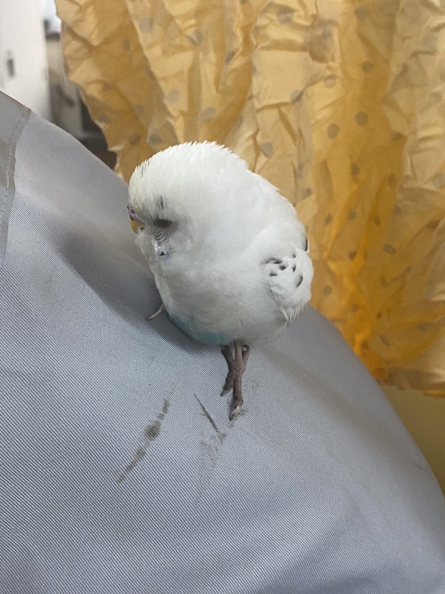 sironeko_hiziri's tweet photo. 職場にインコ迷い込んで来たwww
飼い主見つかるかもやから一応載せとく。
#拡散希望 https://t.co/bmF5xzyk5h