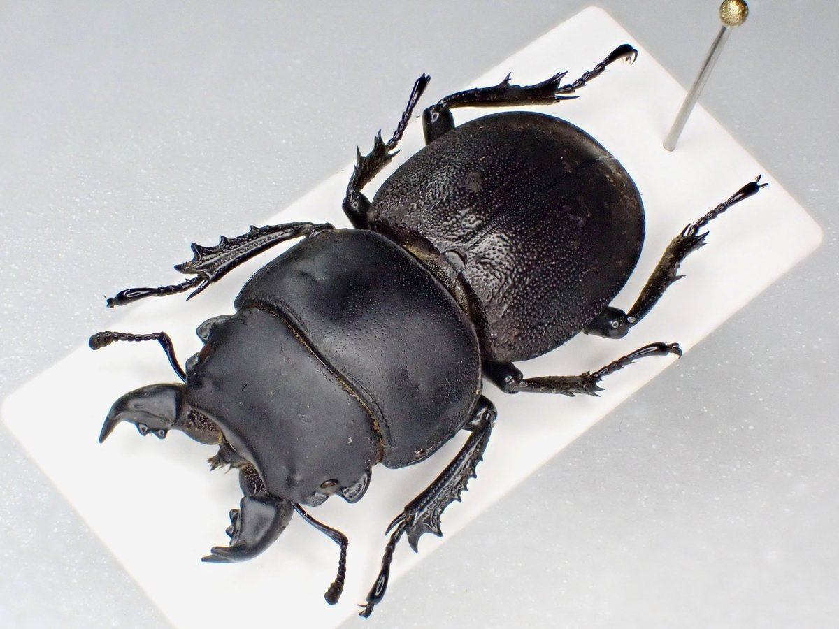 ⭐︎おソース祭さま専用⭐︎ チリ南部産のコガシラクワガタ③【標本】 ⭐︎おソース祭さま専用⭐︎ チリ南部産のコガシラクワガタ③【標本