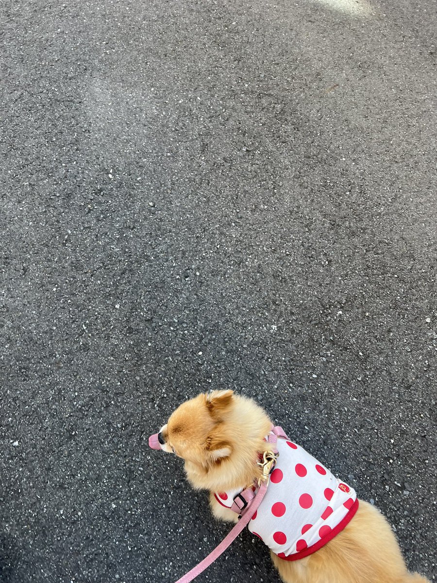 朝起きてあまりにもいいお天気だから
コロネちゃんとぶら〜りランチ🐶🍙
沢山歩いて🐾疲れたのか爆睡してます https://t.co/NBibeVOADo