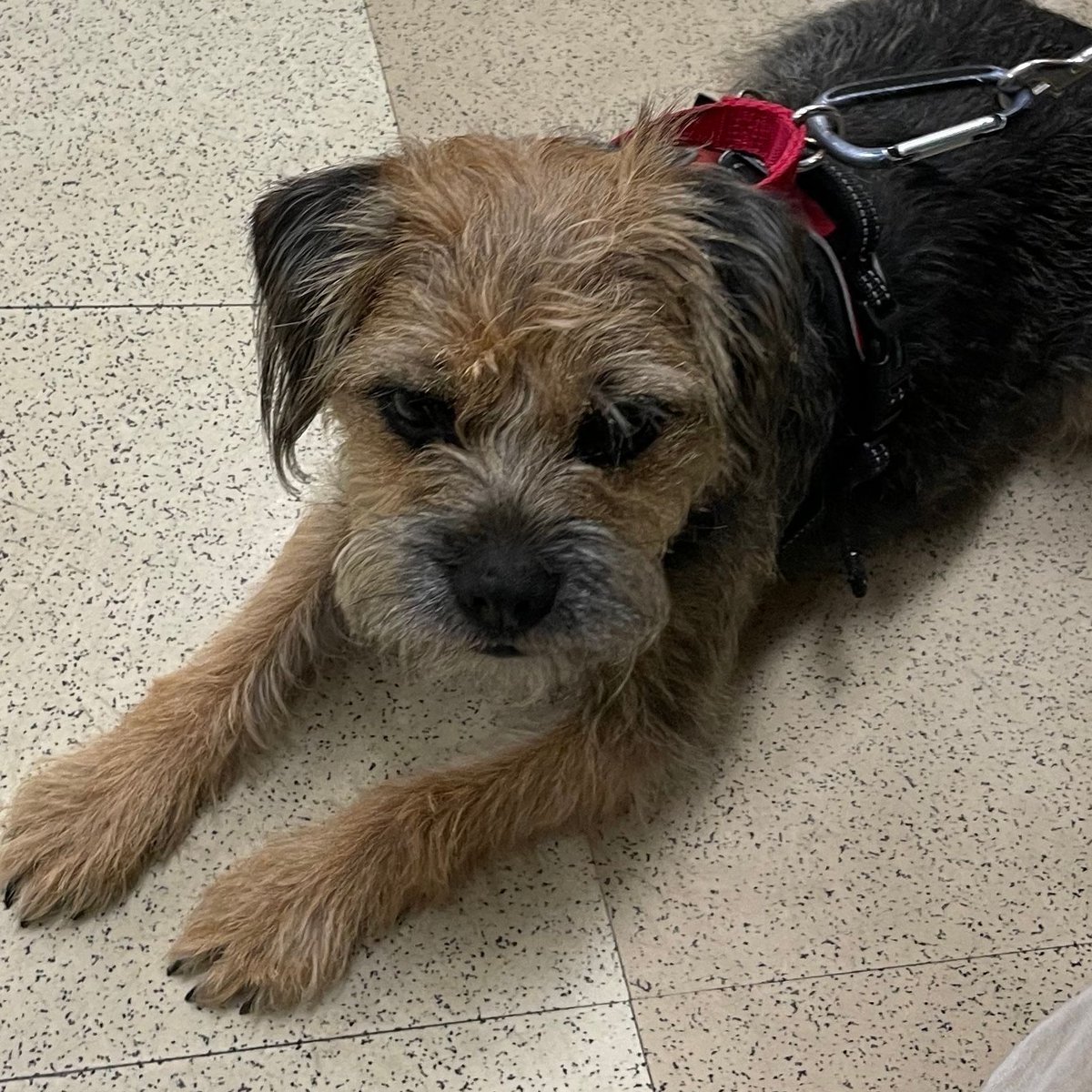 missscoutthedog's tweet photo. Tonight was a huge first step in our quest to become a therapy dog team. 
#borderterrierposts #btposse #borderterriersarethebest #borderterrierlove #borderterrierofinsta #borderterrierlovers #borderterrierlover #borderterrierswithattitude #bt  #btposseofinstagram #borderterrier https://t.co/CLcXpmQ3Zc