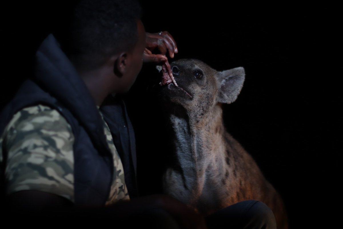 Landoforigins's tweet photo. Ever visited Harar, the 4th holiest city in Islam and a UNESCO World Heritage Site? This bustling city is alive with colorful markets, fascinating museums, and much more! For thrill-seekers, don’t miss the chance to feed hyenas. #LandOfOrigins #VisitEthiopia #Harar https://t.co/LymYxpzoKf