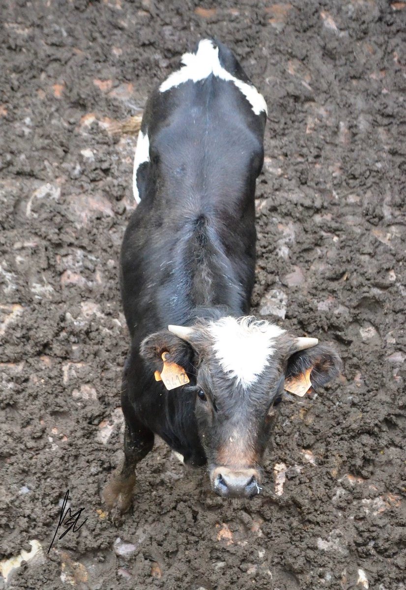 Sanchez-Cobaleda tweet media