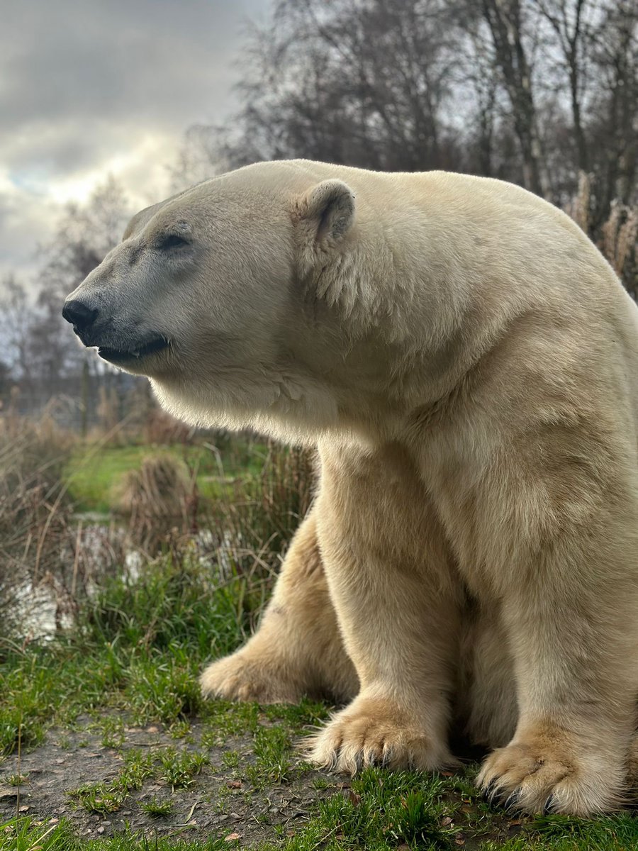 A little morning photoshoot with Arktos who was MORE than happy to strike a pose or two for keeper Lauren 🐻‍❄️💙
