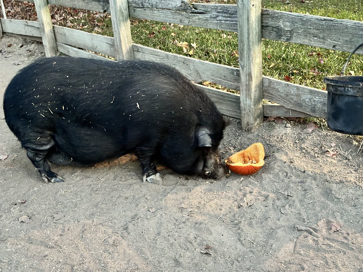 Alex Danvers (@alexdanvers2017) on Twitter photo 