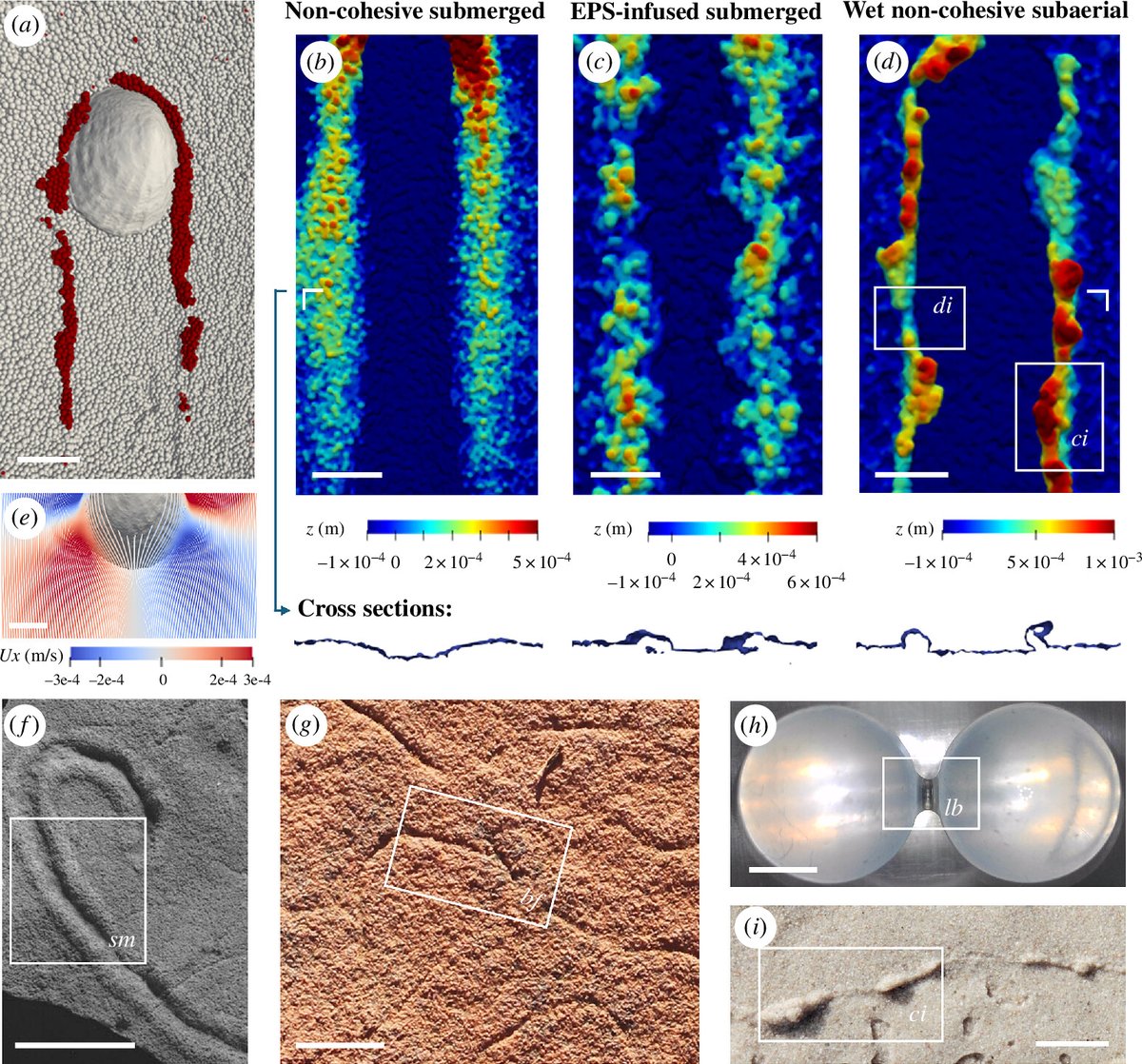 Imran Rahman (@virtualpalaeo) on Twitter photo Very pleased to share our latest <a href="/NHM_Science/">Science at the Natural History Museum</a> paper in <a href="/RSocPublishing/">Royal Society Publishing</a> on simulating the formation of trace fossils, with applications for the colonization of land by animals. Led by <a href="/ZekunWang3/">Zekun Wang</a> with Neil Davies, @the_palaeoninja and <a href="/nichnos/">Nicholas Minter</a> doi.org/10.1098/rspb.2… Very pleased to share our latest <a href="/NHM_Science/">Science at the Natural History Museum</a> paper in <a href="/RSocPublishing/">Royal Society Publishing</a> on simulating the formation of trace fossils, with applications for the colonization of land by animals. Led by <a href="/ZekunWang3/">Zekun Wang</a> with Neil Davies, @the_palaeoninja and <a href="/nichnos/">Nicholas Minter</a> doi.org/10.1098/rspb.2…