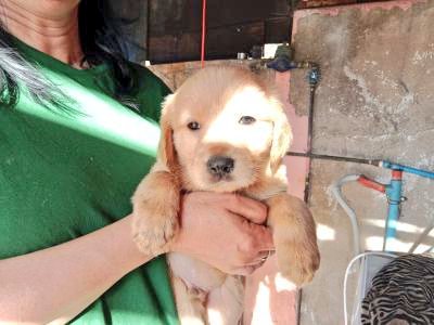 Lindos gorditos regalones en adopción, dos meses de edad, ya comen solitos y están listos para ir con sus nuevas familias.

Disponibilidad de entrega para Quilpué, Viña del Mar u otras comunas cercanas.

Contacto al WhatsApp Mi +56975373576.