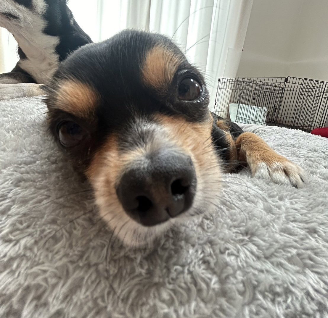 felice_dogs's tweet photo. なんか、顔長め😆

＃チワワ #犬服 ＃ファッション #毎日日記 #felice #お姉ちゃん https://t.co/7QFdpwUELc