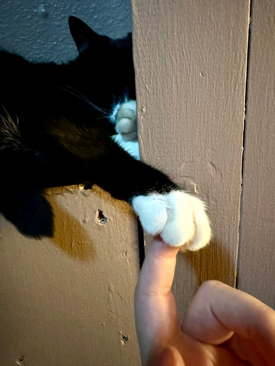 Non-Ironically T.V.'s B. Dave Walters - EVERYWHERE tweet media