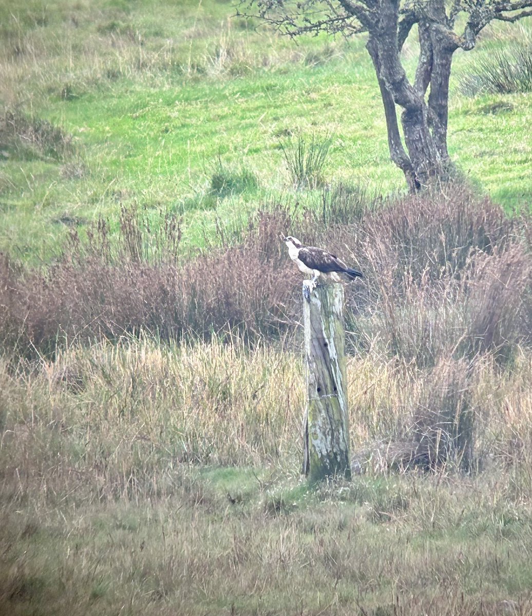 Brian Chard (@brianchard4) on Twitter photo Osprey probably 511 feeding on post at Middlebere, phone scoped image from RSPB Arne on Coombe Heath. <a href="/harbourbirds/">Birds of Poole Harbour</a> <a href="/DorsetBirdClub/">Dorset Bird Club</a> <a href="/RSPBDorset/">RSPB Arne and Weymouth Wetlands</a> Osprey probably 511 feeding on post at Middlebere, phone scoped image from RSPB Arne on Coombe Heath. <a href="/harbourbirds/">Birds of Poole Harbour</a> <a href="/DorsetBirdClub/">Dorset Bird Club</a> <a href="/RSPBDorset/">RSPB Arne and Weymouth Wetlands</a>
