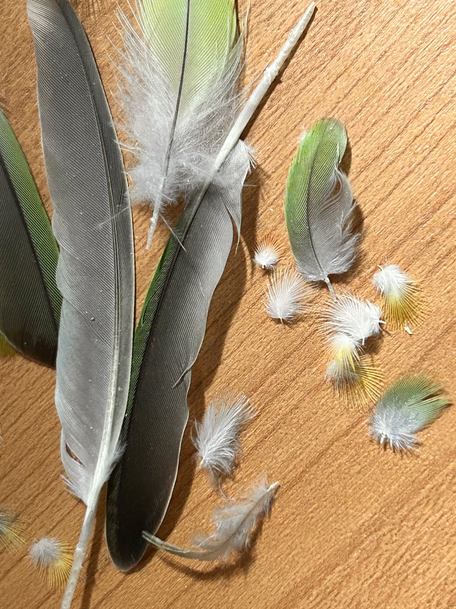 「見て 普通に生活してたら多分見る機会ないだろうインコの頭の羽根とか 」|月見里大樹🐔木l曜21時絵🐤のイラスト