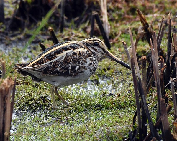 Titchfield Haven NNR- Hampshire County Council (@titchfieldhaven) on Twitter photo A Jack Snipe flew overhead with 4 Common Snipe this morning and landed on the meadow (TH library photo-Stu Topps). 5 Pochard have arrived on the river; the first of the season. Also seen: 2 Black Redstart, Kingfisher & 21 Eider offshore <a href="/hantsconnect/">Hampshire County Council</a> <a href="/HOSbirding/">Hampshire Ornithological Society</a> <a href="/HantsIWWildlife/">Hampshire & Isle of Wight Wildlife Trust</a> A Jack Snipe flew overhead with 4 Common Snipe this morning and landed on the meadow (TH library photo-Stu Topps). 5 Pochard have arrived on the river; the first of the season. Also seen: 2 Black Redstart, Kingfisher & 21 Eider offshore <a href="/hantsconnect/">Hampshire County Council</a> <a href="/HOSbirding/">Hampshire Ornithological Society</a> <a href="/HantsIWWildlife/">Hampshire & Isle of Wight Wildlife Trust</a>