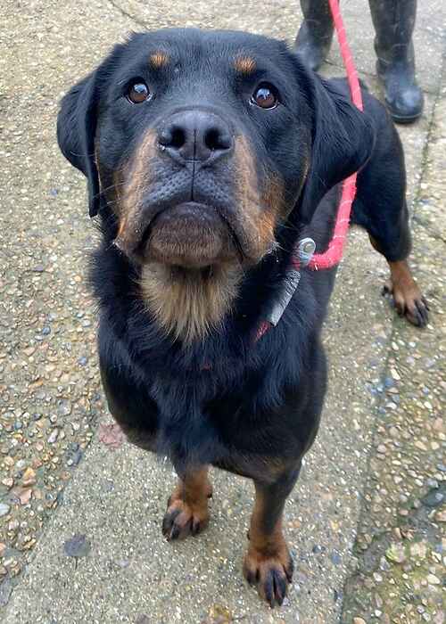 Please retweet to help Delilah find a home #KENT #UK 
Available for adoption, registered British charity✅
Details or apply for Delilah below 👇
lastchanceanimalrescue.co.uk/kennel/dog.php
☎️ 01732 865530
Female 3 years
Breed: #Rottie
Colour: Black &amp; tan
Location: #Edenbridge
Delilah has been very