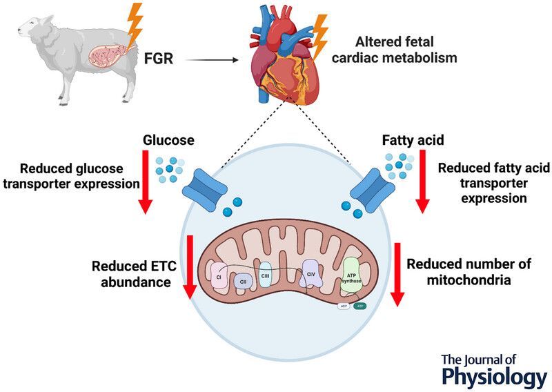 <a href="/CatherineDimasi/">Catherine Dimasi</a> (<a href="/UniversitySA/">UniSA</a>) et al. found that reduced in utero substrate supply decreases #mitochondrial abundance and alters the expression of #metabolic signalling molecules in the fetal sheep heart🫀 🔬 

Read the research here: buff.ly/3CeRn0d