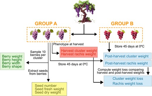 Hortres's tweet photo. GWAS on grapevine traits reveals new QTLs for yield & post-harvest. #GrapeBreeding @OxfordJournals
Details:https://t.co/O41ONOf5il https://t.co/cviQ9cyN1p