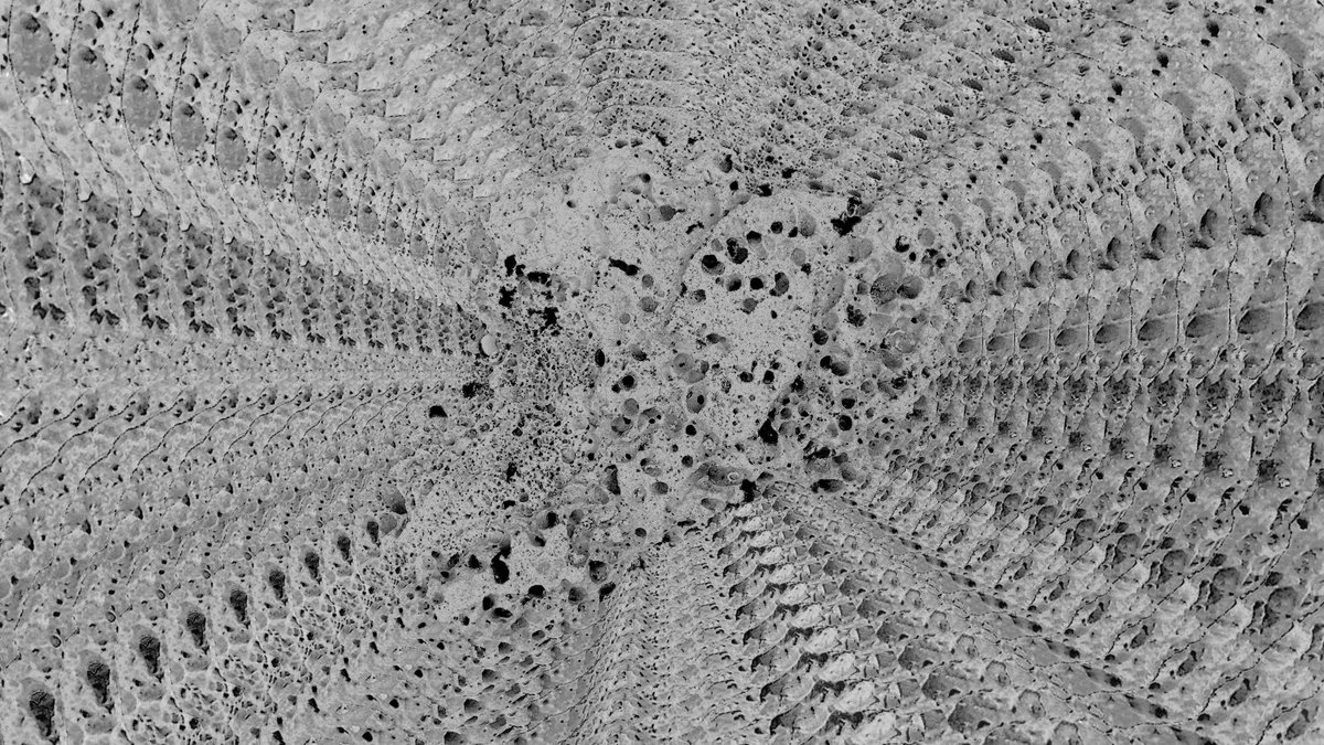 PUBLIC EVENT | Sounding – Listening: Artistic Research as Resistance and Reverberation | 12 December, 2024 | 10:30-16:30 | Gerbrandszaal, Wereldmuseum Leiden. For more information and registration please visit: materialculture.nl/en/events/soun…