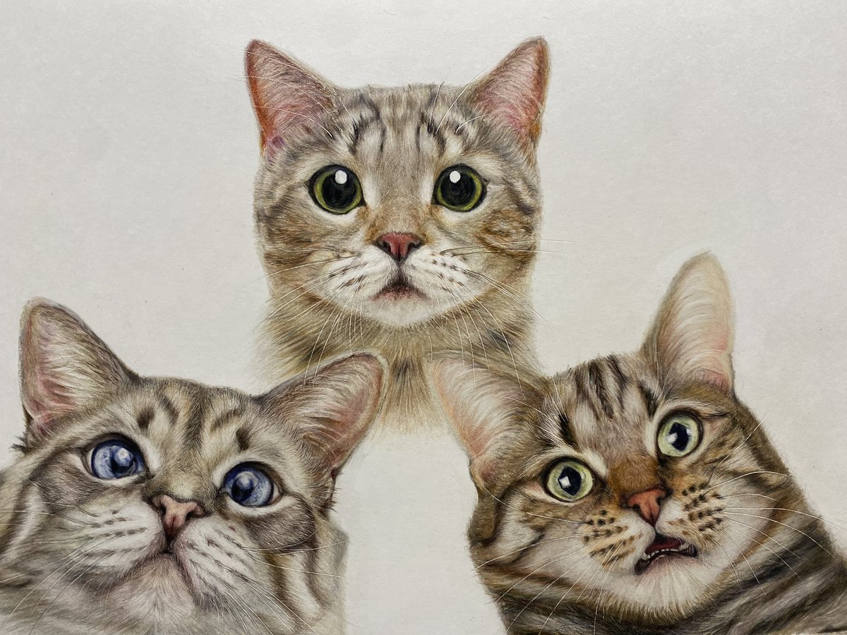 SumionSumion3's tweet photo. 寒くなりました。
とうとうコタツを出してしまった。
#色鉛筆 #色鉛筆画 #色鉛筆イラスト #猫 https://t.co/YHhNHsIEpJ