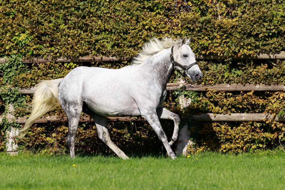 Racing Post Bloodstock tweet media