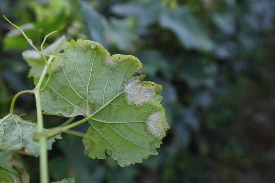 Réussir Bio tweet media