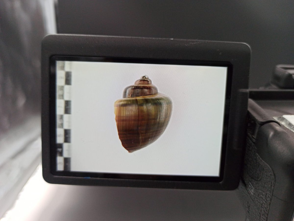 asierge's tweet image. 🐚 Fotografiando conchas de Pomacea de la Amazonia boliviana. #FirstAmazons project.