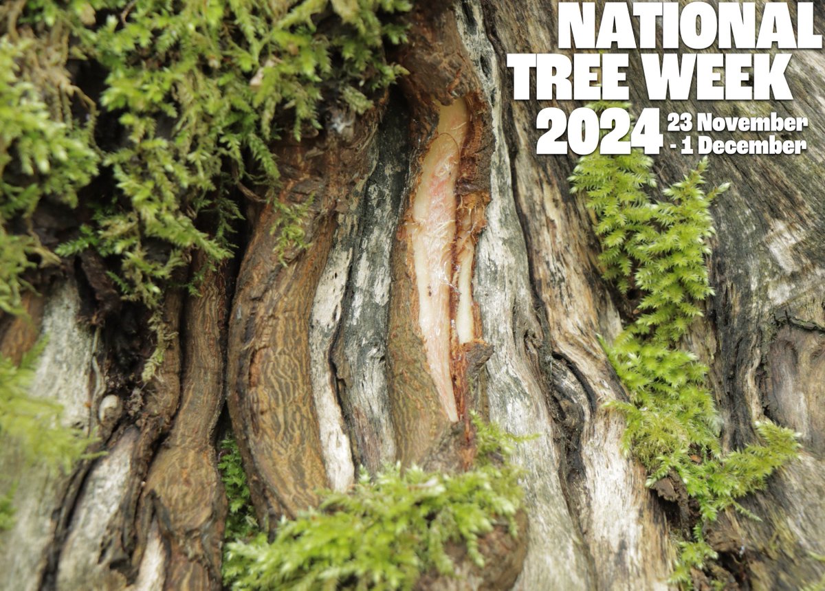Alexandra Ash <a href="/unisouthampton/">University of Southampton</a> joins us for our #NationalTreeWeek webinar - 28 #November @ 12:00. Find out about the chemical susceptibility of #trees to grey squirrel #barkstripping damage &amp; what this means for management in susceptible #woods.

Register: us02web.zoom.us/webinar/regist…