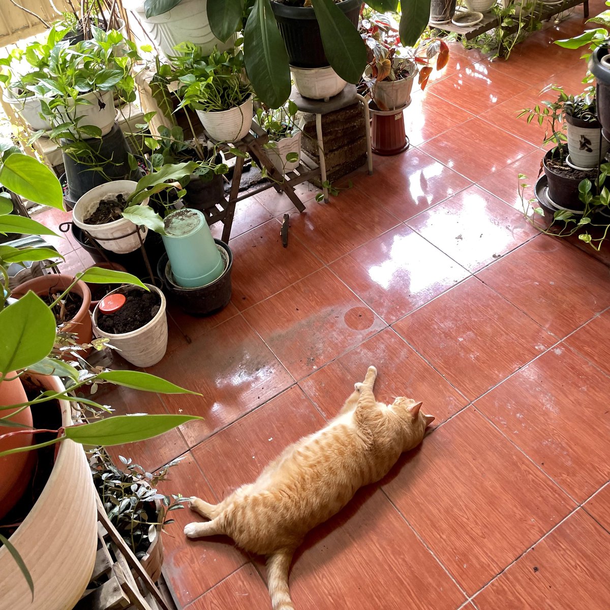 ucildaily's tweet photo. tukang kebun kalo ga diawasin ternyata goleran doang, harus sp brp ya? biar jera https://t.co/US7NVarR8H