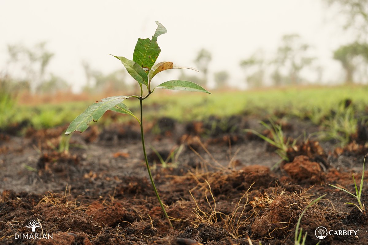 DimarjanAngola's tweet photo. Mark your calendars! The full releases of these films will be available next week. We can’t wait to share our journey with you and inspire action towards a #sustainablefuture
#Agroforestry #PlantMoreTrees with #Dimarjan and #Carbify $CBY https://t.co/HqWbNHaVmf