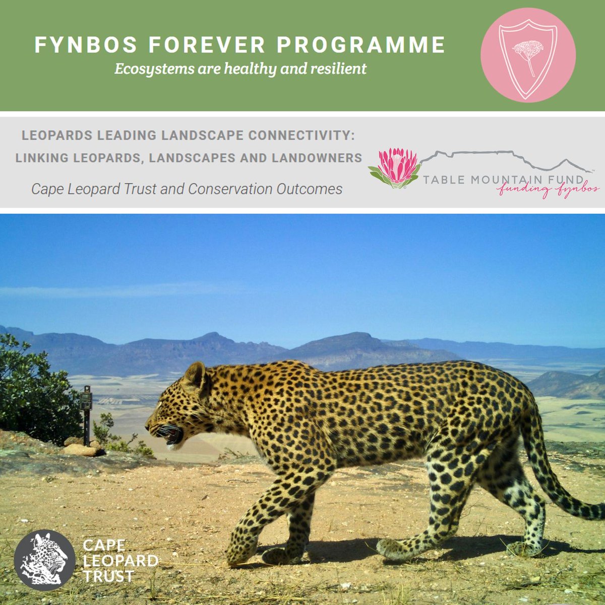 CapeLeopardTrst's tweet photo. Honoured &amp;proud to receive this funding from @TMFund for #leopard corridor protection work in collaboration with Conservation Outcomes 🐆
We look forward to sharing more on this important project in due course 🐾
#leopardconservation #corridorprotection #fynbosforever https://t.co/gcrtmEevE9