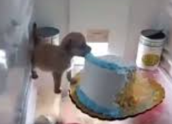 capezera - buying skins 🇸🇬 tweet media