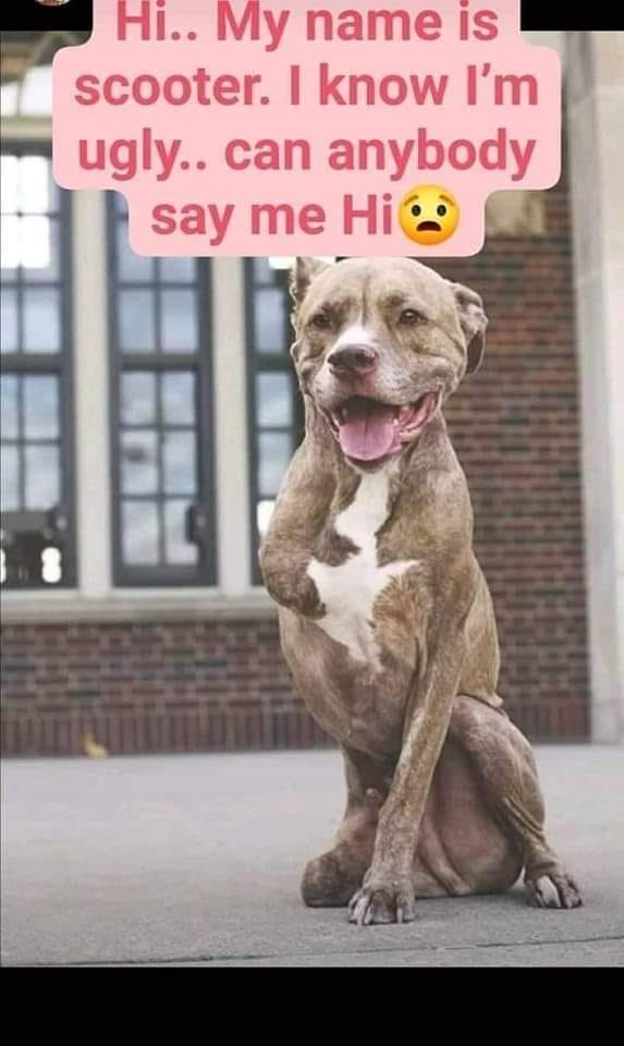 Dog Lovers tweet media