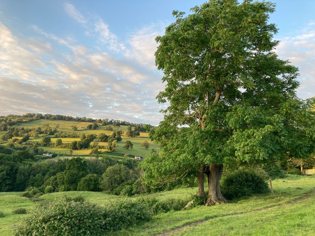 We’re kicking off the announcement of winners from our Ancient Tree Photo Comp!🌟

First up, the winner from our 'Celebrating Our Ash Trees' category: 'Ash at Golden Hour' by Hannah S. A stunning tribute to the resilience of ash trees in the face of Ash Dieback.

@woodlandtrust