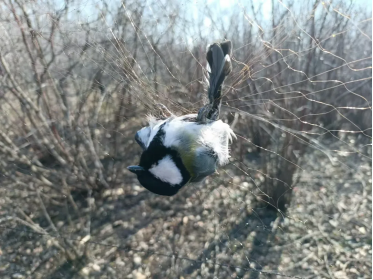 Zhou_jinfeng's tweet photo. Volunteers from #CBCGDF Suihua Wetland Community Conservation Area(#CCAfa) carry out patrol operations and call for increased crackdown on illegal bird
https://t.co/zJQ9ixopLz
#hunting #HUNTINGBIRD #birds https://t.co/MmSisPABMI