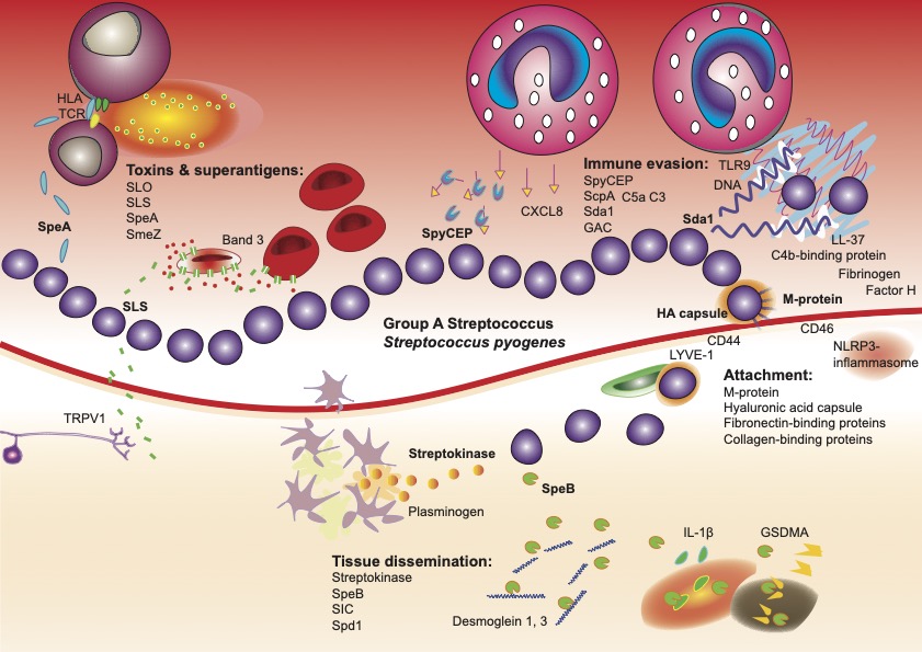 The intricate pathogenicity of Group A Streptococcus: A comprehensive update - out now in <a href="/Virulence12/">Virulence</a> by <a href="/victornizet/">ᐯIᑕTOᖇ ᑎIᘔET</a> and I 🧫

Updates: airborne transmission, lymphatic spread &amp; neuronal interactions. Inflammation, necrosis &amp; immune evasion. iGAS focus.

tandfonline.com/doi/full/10.10…