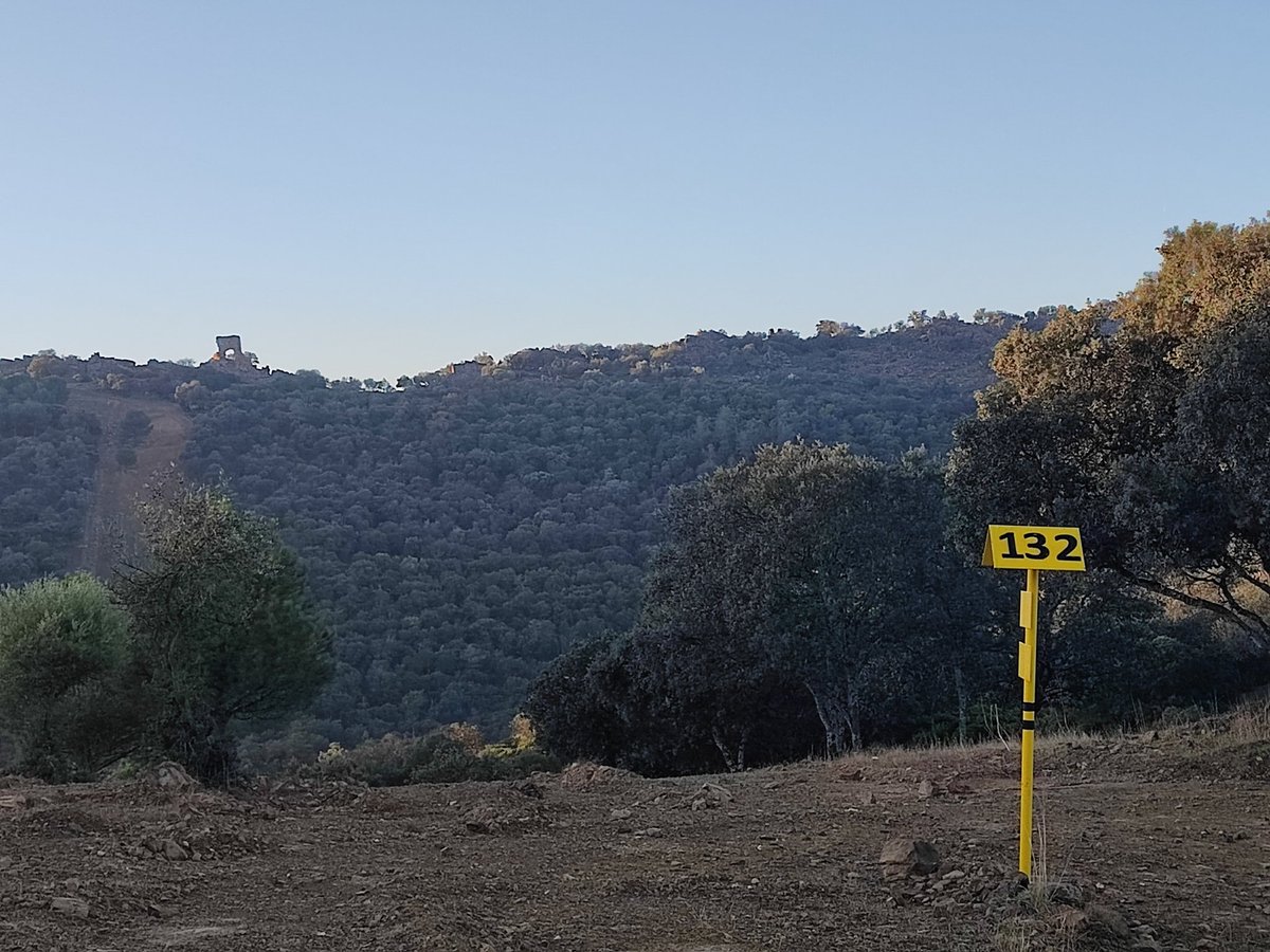 Ahora vuelvo...🫒🌳🌲 tweet media