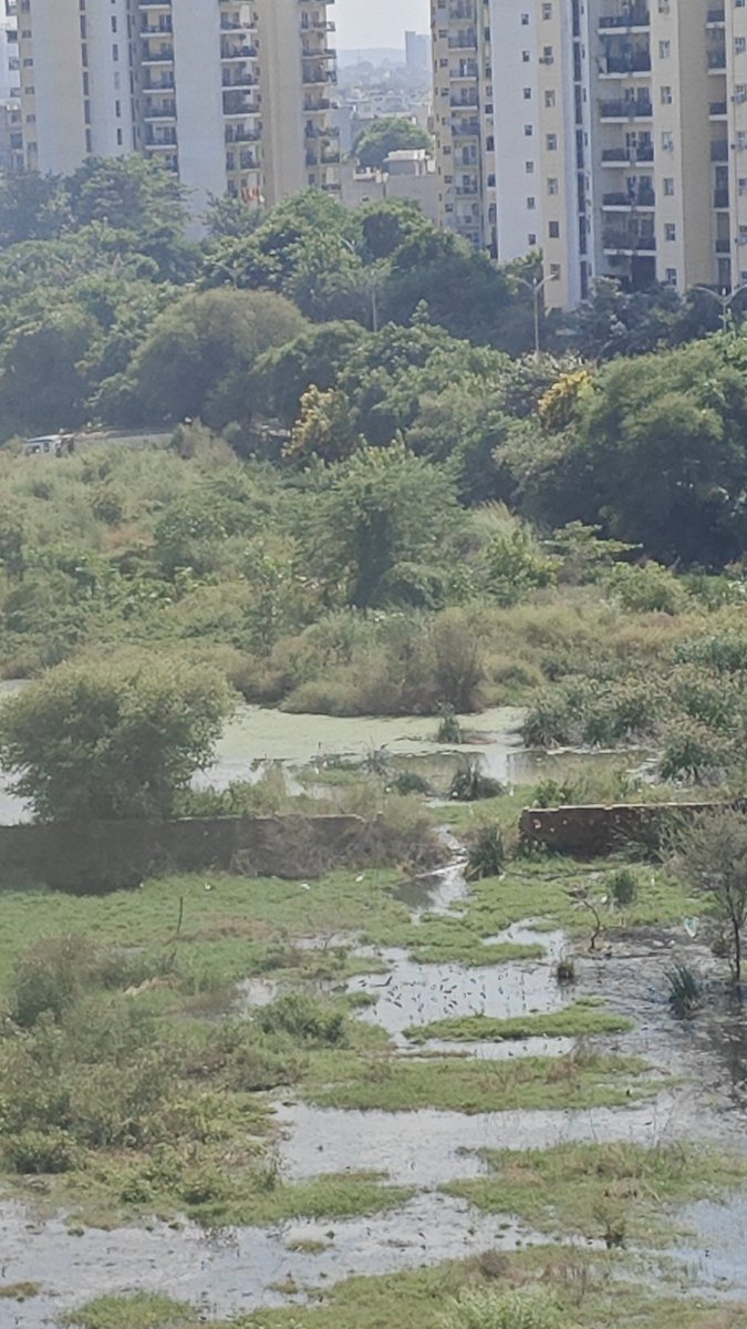 RajeshMend95427's tweet photo. @deep66688 @MCManesar @DC_Gurugram @cmohry @RaoNarbir @RenuSogan @diprogurugram1 @MCF_Faridabad @Deepaksal added 
SS THE LEAF SECTOR 85, GURUGRAM. The back side is full of sewage water and big health hazard for people staying nearby. Pls take immediate action. https://t.co/Zz7UbkpW6I