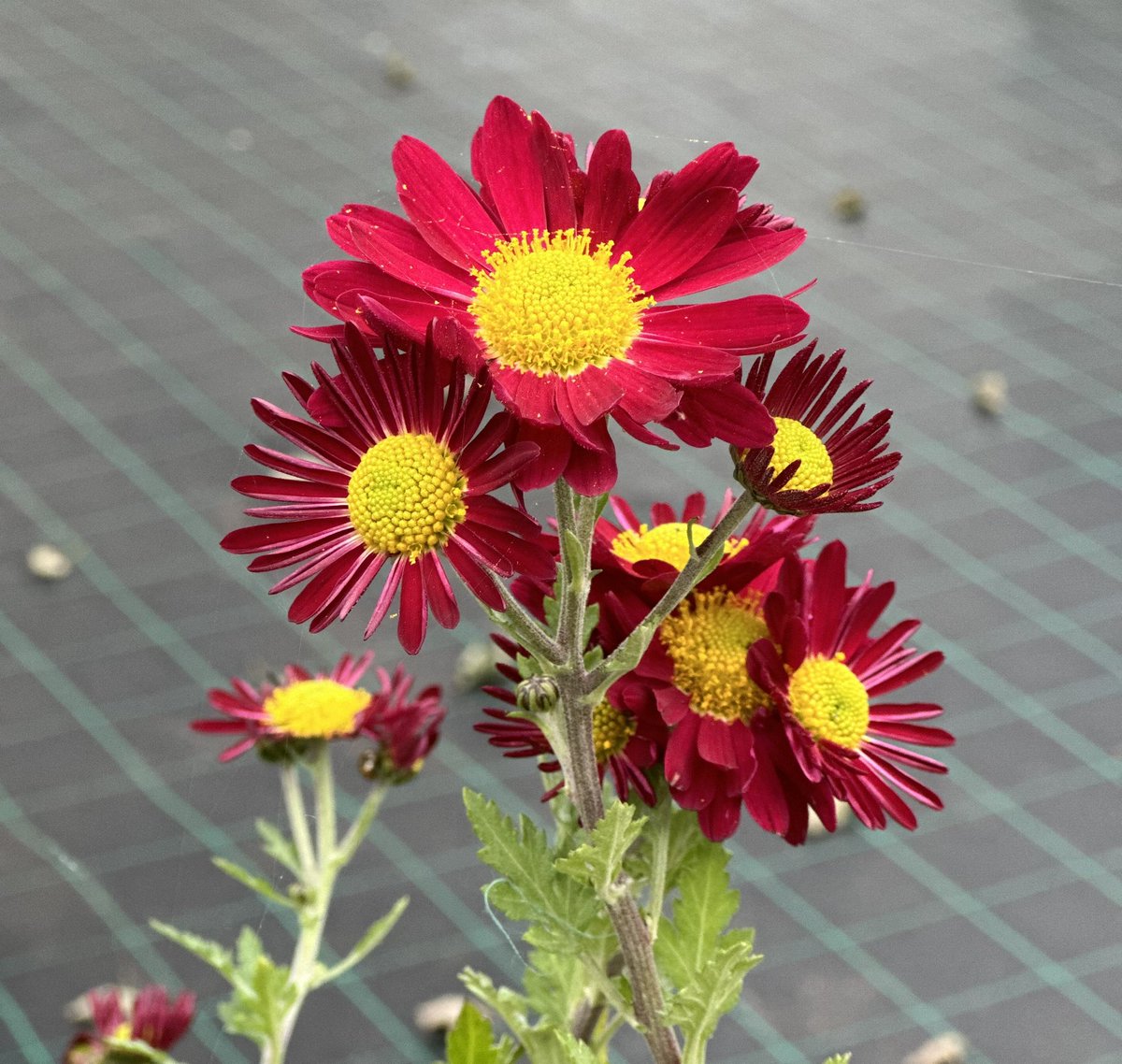 IrisesSeagate's tweet photo. Chrysanthemum ‘Royal Command 2’ really striking and late flowering! #chrysanthemum #royal #command #royalcommand #hardyplants #novemberflowers #peatfree #grownnotflown #lateflowering #plantgrower #plantnursery https://t.co/Er6YrToLGI