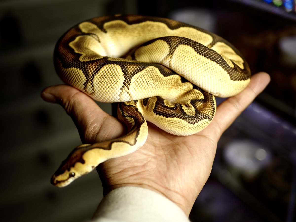 ballhet_G's tweet photo. 1.0 OD Fire Enchi Lace Clown

 #ballpython
 #ボールパイソン
 #Lace
 #レース
 #ballpythonLace
 @DEU_Reptiles https://t.co/PF9YIi9SKi