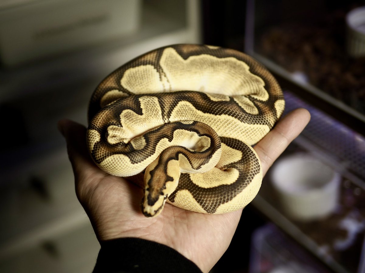 ballhet_G's tweet photo. 1.0 OD Fire Enchi Lace Clown

 #ballpython
 #ボールパイソン
 #Lace
 #レース
 #ballpythonLace
 @DEU_Reptiles https://t.co/PF9YIi9SKi