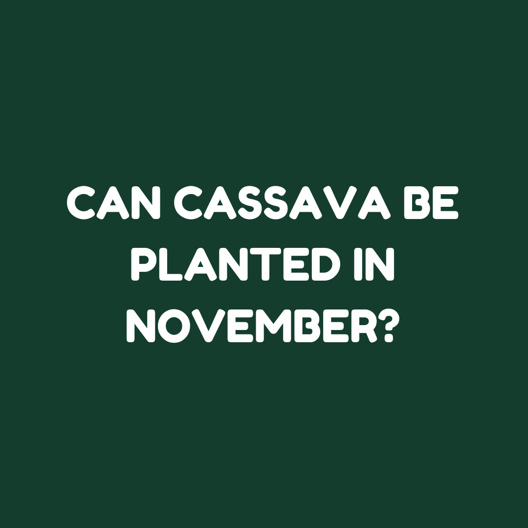 Grow (@usegrow) on Twitter photo Answers please 🤲🤲🤲
You answer can help a fellow farmer
<a href="/Agriculfuture/">Agriculture Insider</a> <a href="/ModernAgUpdates/">Modern Agriculture Updates</a> <a href="/FarmersGuardian/">Farmers Guardian</a> <a href="/USDA/">Dept. of Agriculture</a> <a href="/FmardNg/">Fed Min of Agric & Food Security</a> Answers please 🤲🤲🤲
You answer can help a fellow farmer
<a href="/Agriculfuture/">Agriculture Insider</a> <a href="/ModernAgUpdates/">Modern Agriculture Updates</a> <a href="/FarmersGuardian/">Farmers Guardian</a> <a href="/USDA/">Dept. of Agriculture</a> <a href="/FmardNg/">Fed Min of Agric & Food Security</a>