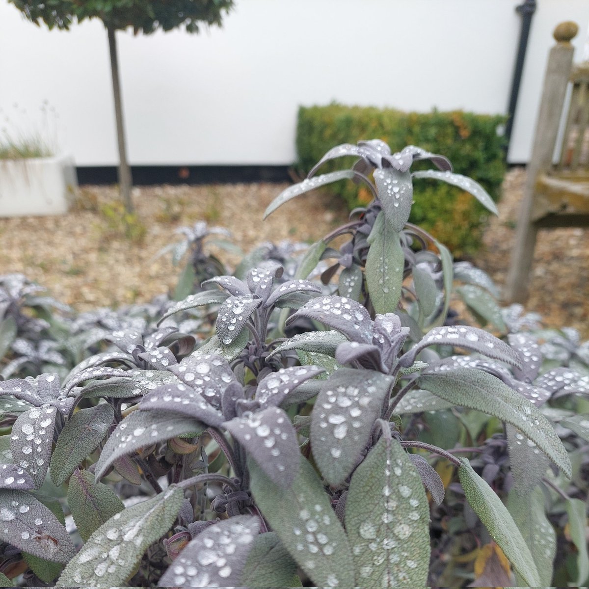 Morning dew on our sage in the Control Tower garden.

#autumnvibes #ControlTowerGarden
