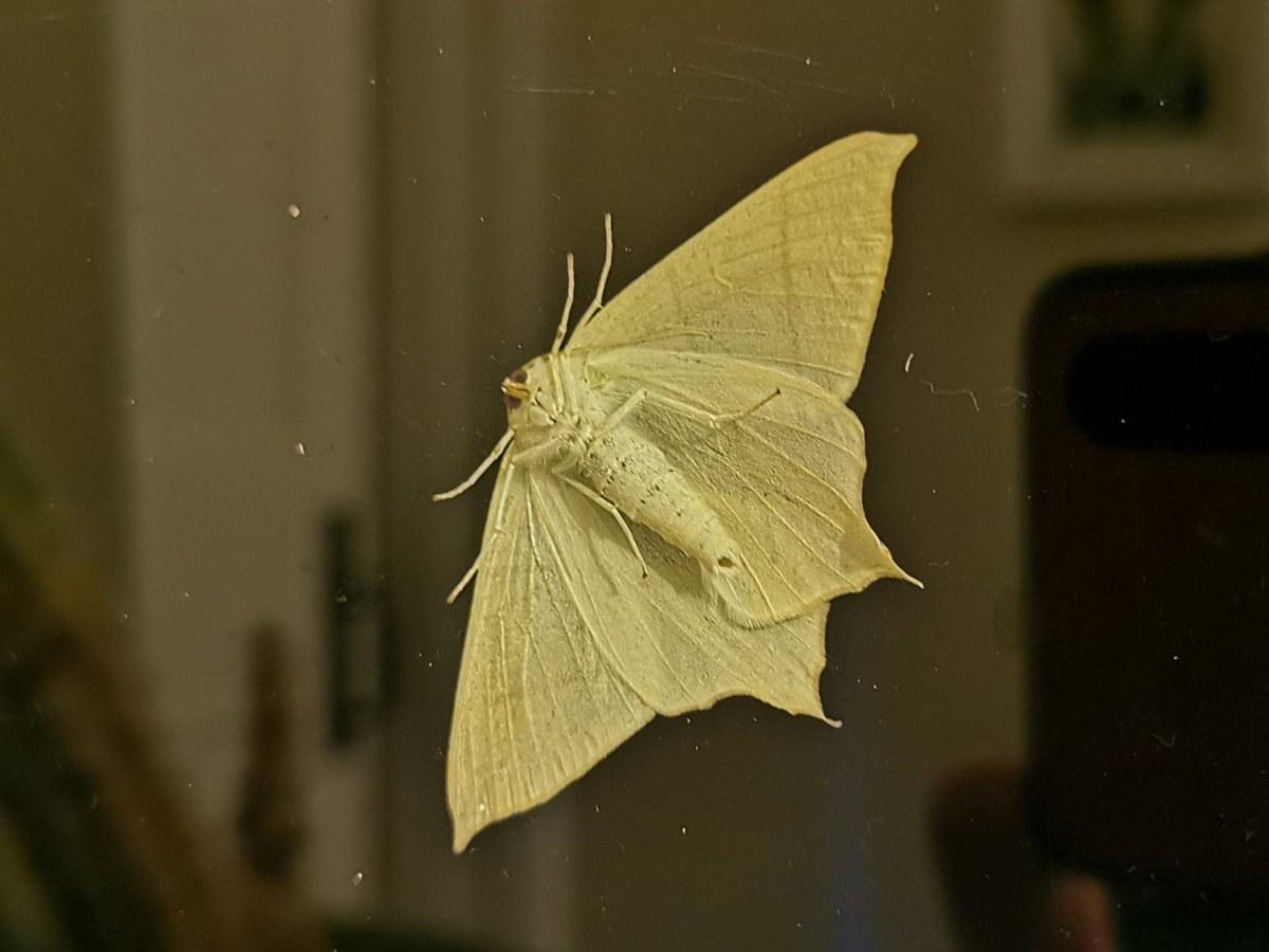 After the 1st CMO November record of Single-dotted Wave, last night brought our 1st-ever November Swallow-tailed Moth, resting on the outside of the landing window. Like the SDW, this may well be the latest Norfolk record to date as well (the 1st in November?). 
#cleymothobs