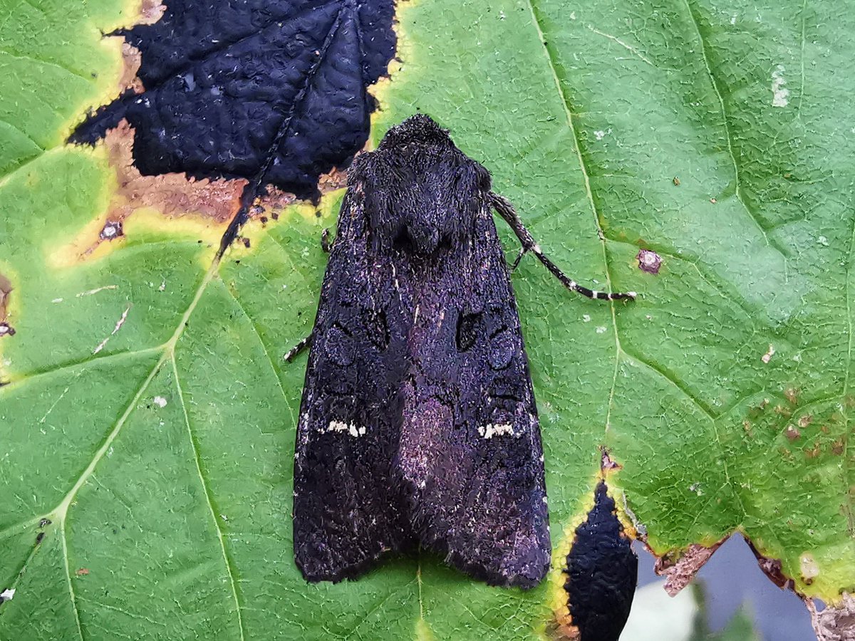 Three from this morning at Cley Moth Obs ~ a fresh looking Large Wainscot, a rather gorgeous female Feathered Thorn (love her subtle tones) &amp; a smart Black Rustic.