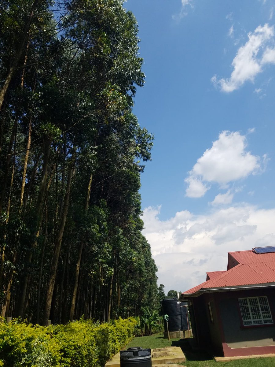 ayielar's tweet photo. If you repost this, you will be helping save my mom's life.
@HonAdenDuale is it really necessary to have a forest in the middle of a village? https://t.co/TWR5mkEnj5