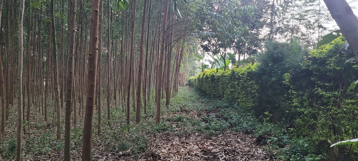 ayielar's tweet photo. If you repost this, you will be helping save my mom's life.
@HonAdenDuale is it really necessary to have a forest in the middle of a village? https://t.co/TWR5mkEnj5