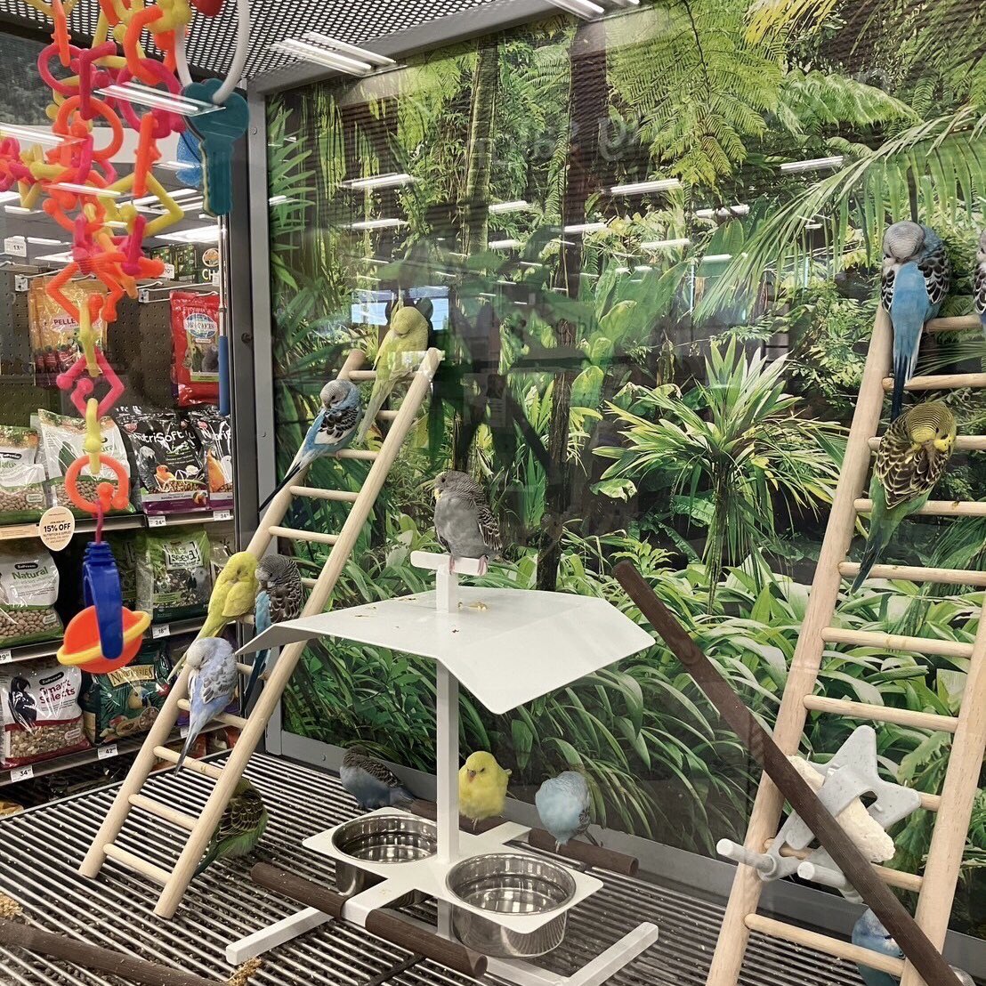 bremen_school's tweet photo. 🇺🇸~1日目終了~🐾
あっというまに1日目が終わりました!
🏖️サンタモニカで観光
🛒アメリカのペットショップでお買い物
💫バーバンクの街をみんなでぶらり
日本が18時なら向こうは夜の1時...
いい夢みてね!!
#ブレーメン #bremen
#アメリカ #海外研修
#SantaMonica
#Barbank https://t.co/MS3luYUyOJ