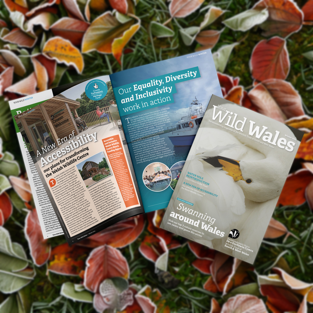 We are proud to have collaborated with the Wildlife Trust of South &amp; West Wales on the Winter 2024 edition of Your Wild Wales Magazine! 

#YogiCreative #WildlifeTrust #YourWildWales #Conservation #WelshWildlife