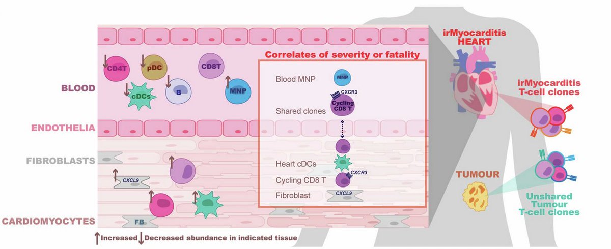 Great study of irMyocarditis <a href="/Nature/">nature</a>, which appears to be mediated by DCs, cycling CD8 T cells and CXCR3-L expressing fibroblast subsets in the tissue. Interestingly, expanded T cell clones were shared between blood and heart but not the tumor. Many more important insights 👀