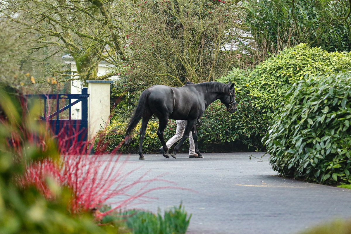 Wootton Bassett, who will stand at a career-high €300,000 for 2025 at <a href="/coolmorestud/">Coolmore</a>