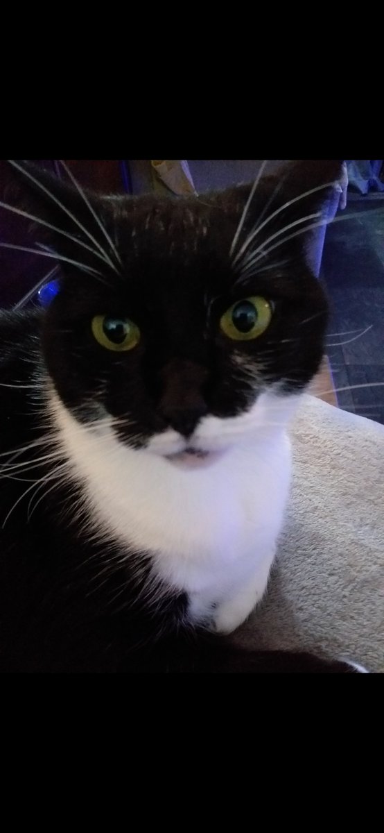 NicolaHowe19's tweet photo. @PickliciousF This is my fursis Dolly, she too has spectacular whiskas like yours Pickle, her eyebrow whiskas are particularly impressive! https://t.co/txgXgL2qLr