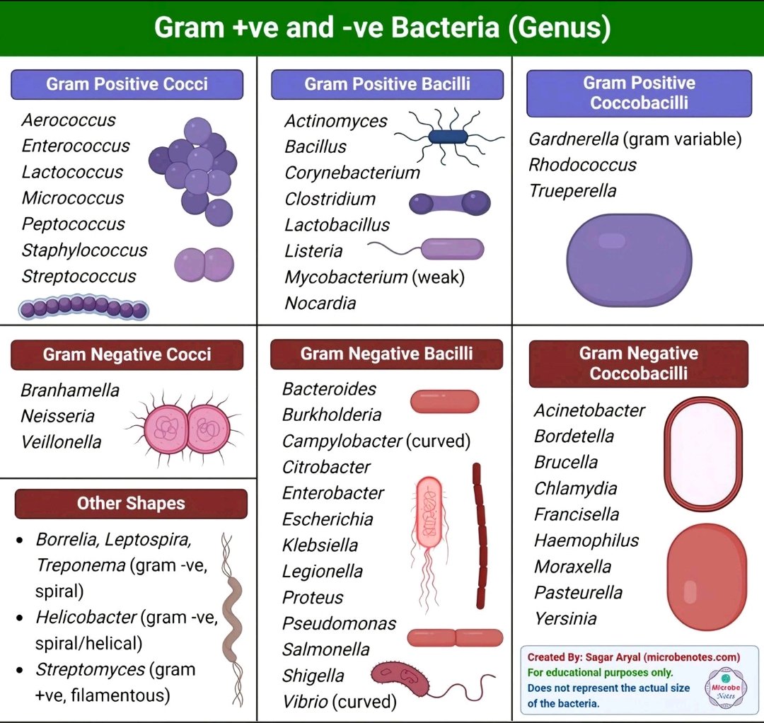 Gram +ve and -ve bacteria. 📚